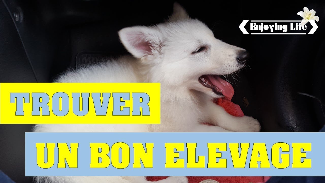 Convaincre Ses Parents D Avoir Un Chien Tome 2 Enjoying Life Youtube