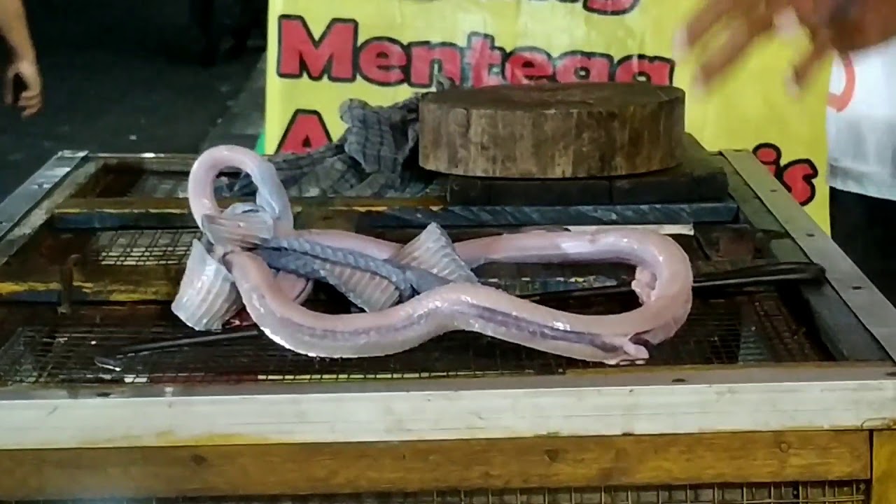 Menyantap Daging dan Empedu Ular Kobra 