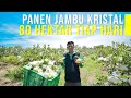 Cerita Sukses Petani Jambu Kristal 80 Hektar Dan Panen Tiap Hari