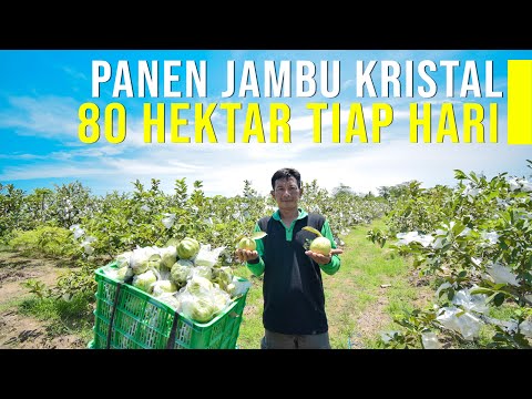 Video: Musim Panen Jambu Biji: Pelajari Kapan Dan Cara Memanen Buah Jambu Biji