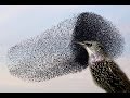 You wont believe this incredible starling murmuration