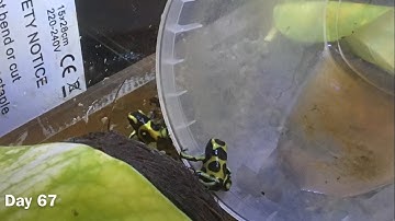 Dart Frog Breeding Guide: How to Breed, Egg Care, Tadpole Care, Froglet Care