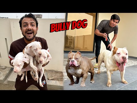 Dangerous Bully Dog
