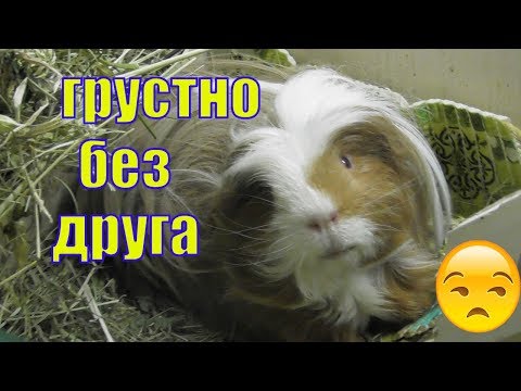 ПЕРВЫЕ ДНИ МОРСКОЙ СВИНКИ В НОВОМ ДОМЕ