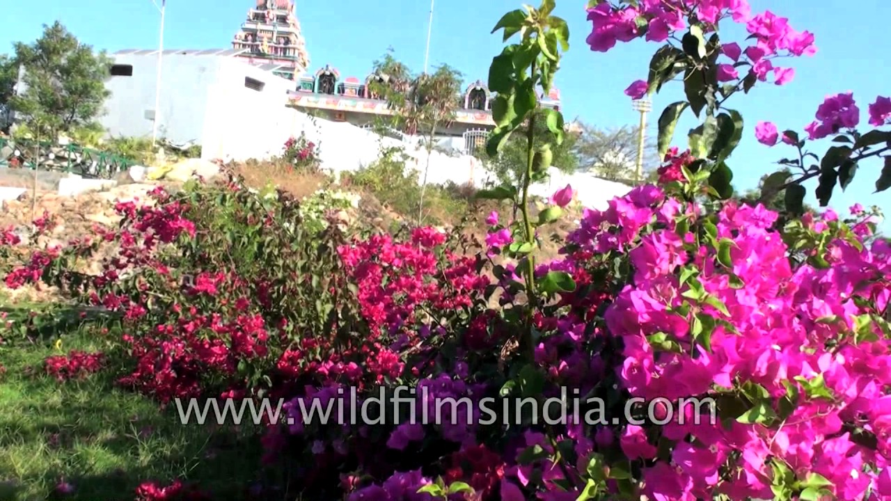 Bougainvillea Grows At A Garden In Bangalore - 