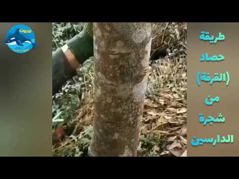 طريقة حصاد القرفة من شجرة الدارسين