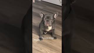 This dog has a major attitude problem #shortvideo #dogworld #animalkingdom #sass #moody