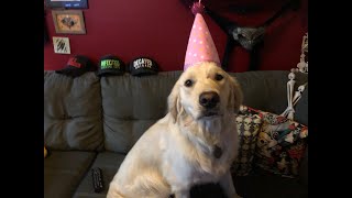 Social Distancing Together 5 | Rylee’s Birthday Celebration and Queen Mary Discussion
Tonight we celebrate our production pup’s 2nd birthday with a dog safe ice cream, party hats and lots of dog toys! We will also be discussing the Aiden Sinclair paranormal investigation from Friday night, as well as our own paranormal experiences aboard the Queen Mary.
Please SUBSCRIBE for new videos each week!
Help support future projects by joining us on Patreon: https://www.patreon.com/fracturedcompass/
End Card Song: Strength by Nicole Grant © Nikki G Music Studio
Follow us on Social Media!
Facebook: https://www.facebook.com/fracturedcompassproductions/
Twitter: https://twitter.com/Fract_compass
Instagram: https://www.instagram.com/fracturedcompass/
Email: FracturedCompass@gmail.com Social Distancing Together 5 | Rylee’s Birthday Celebration and Queen Mary Discussion