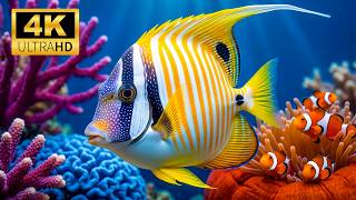 🌊 Ultimate 4K Ocean Paradise 🐠 | Mesmerizing Coral Reefs & Dreamy Underwater Escape