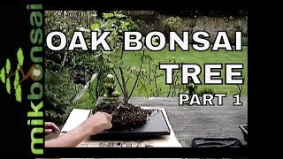 Bonsai Demonstration How To Bonsai Oak Trees Part 1 Nursery plant to bonsai tree | mikbonsai - YouTube Bonsai Demonstration How To Bonsai Oak Trees Part 1 Nursery plant to bonsai tree | mikbonsai - YouTube