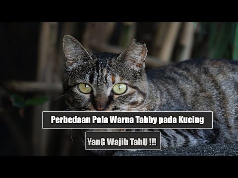 Video: 3 Cara Mengenali Kucing yang dijangkiti Rabies