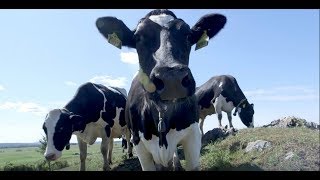 How do Dairy Farmers Treat their Animals? screenshot 2