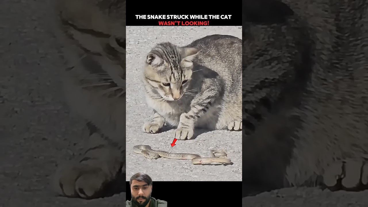 Παρακολούθηση Wait for cat reflexe🔥💀#trending #animals #youtubeshorts #cat #snake #wildlife #shorts στο YouTube Παρακολούθηση Wait for cat reflexe🔥💀#trending #animals #youtubeshorts #cat #snake #wildlife #shorts στο YouTube