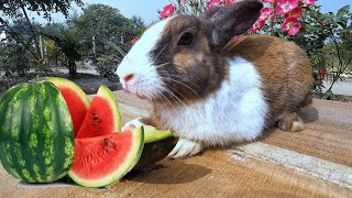 Rabbit eating Colourful Watermelon || Bunney Eating Fruits / Rabbit Eating Watermelon ASMR by Ferdous : The travel king 1,713 views 3 months ago 1 minute, 45 seconds