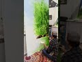 #onthespot nature painting by famous artist #ytshort #viral