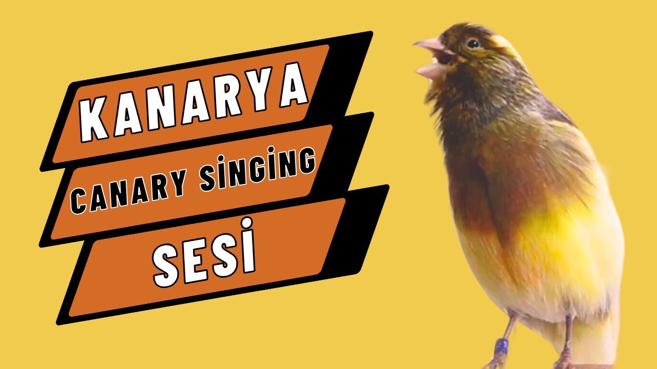 Canary SINGING Like a Pro with Proven Tone Techniques! - YouTube