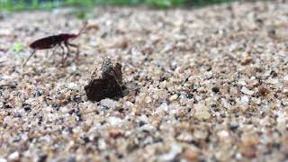 Red Cotton Bug Dysdercus Cingulates රත කටට මකණ