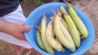 Eggplants and Lady Fingers Harvest
