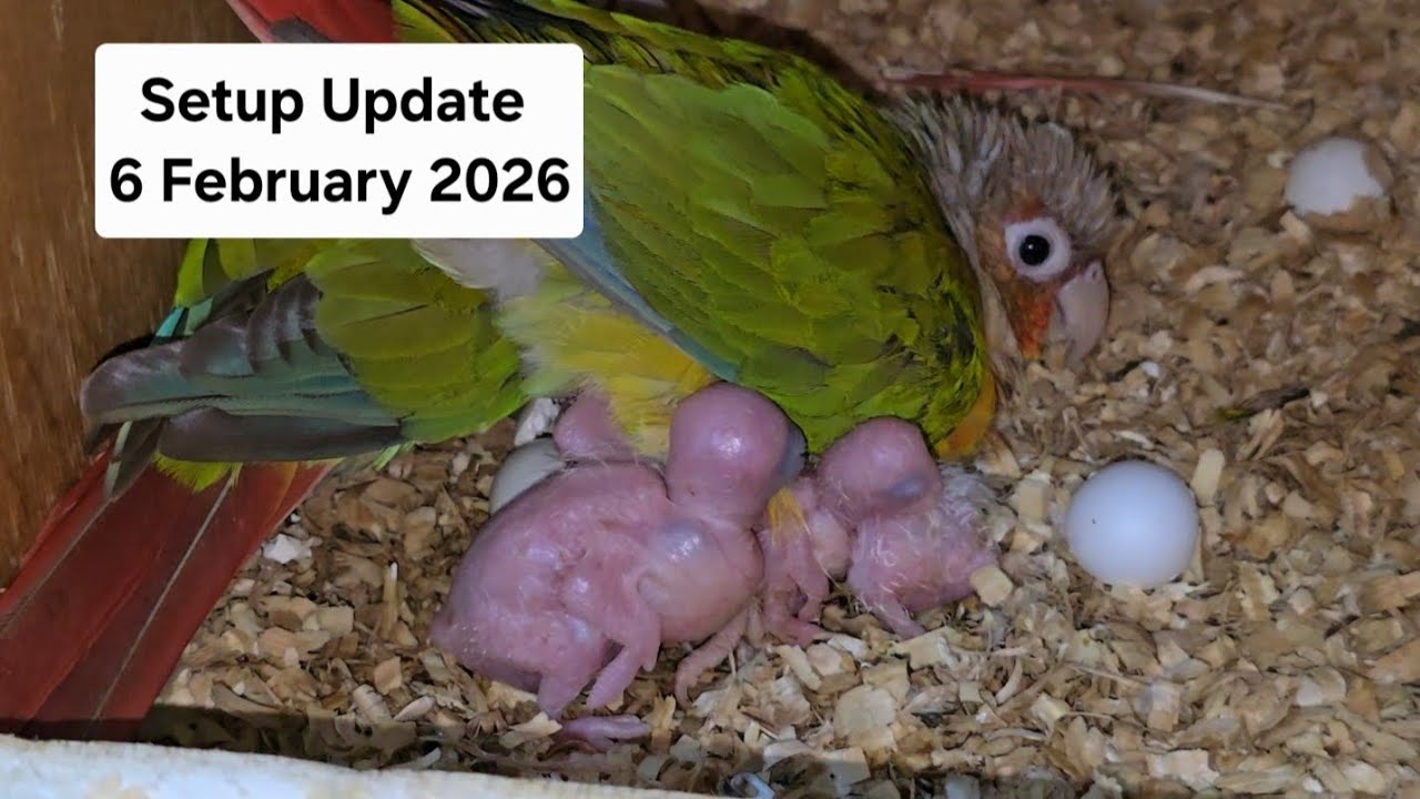 Friday Update of My Breeding Setup in Jeddah Saudi Arabia #السعوديه #pets #fypシ゚viral #viral #fypシ 