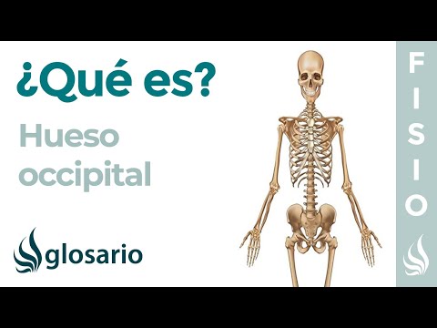 Video: ¿Qué hueso del cráneo contiene una protuberancia?