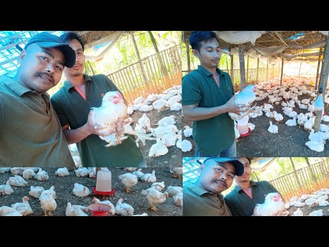 Broiler Farm in Bodoland 2022 || आंनि मितानि Broiler Farm नाइदो All Guys | 1900 Broiler Chicken Farm