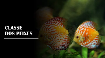 Como é feita a classificação dos peixes?
