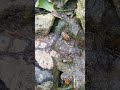 Bienen an unserer Wassertränke
