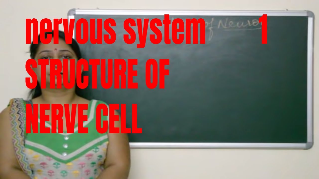 Structure of a Neuron (diagram ,structure and function of a neuron ...