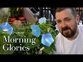 How to Grow Morning Glory Seeds | Gardening Tips from Seed to Bloom...