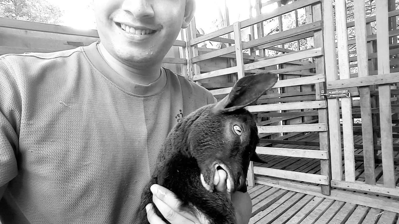 CARA JINAKKAN KAMBING 