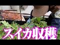 【今年のスイカ収穫】今年は巨大。さて味は。