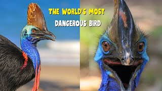 Southern Cassowary | Educational video 