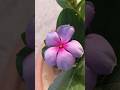 short video #nature #viral #trendingshorts #youtubeshorts #wowvideos #flower #summerflower