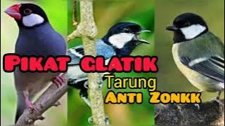 pikat glatik batu durasi pendek