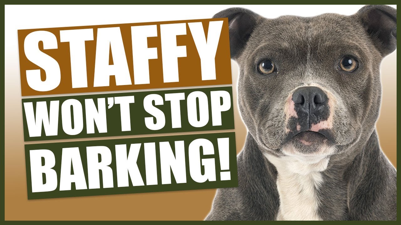 Are Staffordshire Terrier Vocal