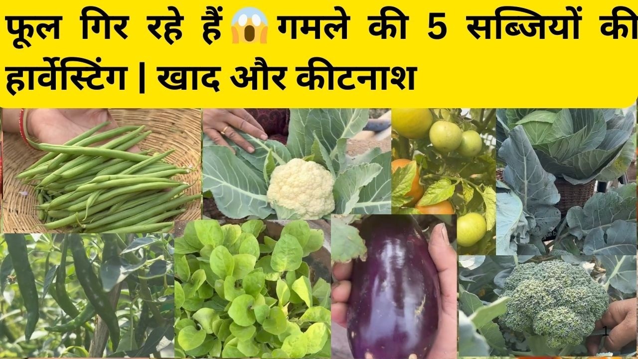 फूल गिर रहे हैं? 😭 गमले की  सब्जियों के लिए सही खाद और कीटनाशक | Harvest Update|