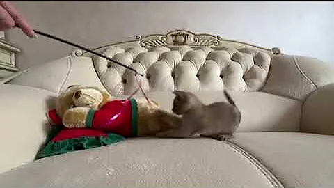 Video 10051811: european burmese kitten, male burmese