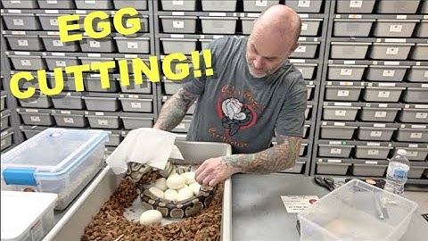 Egg Cutting And Putting Eggs Away !!