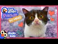 60 Minutes Of The Most Loveable Animals On Earth | 1 Hour Of Animal Videos | Dodo Kids