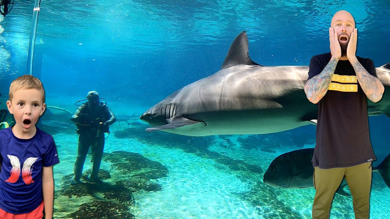 We visited the Seaworld Aquarium Gold Coast Australia YouTube