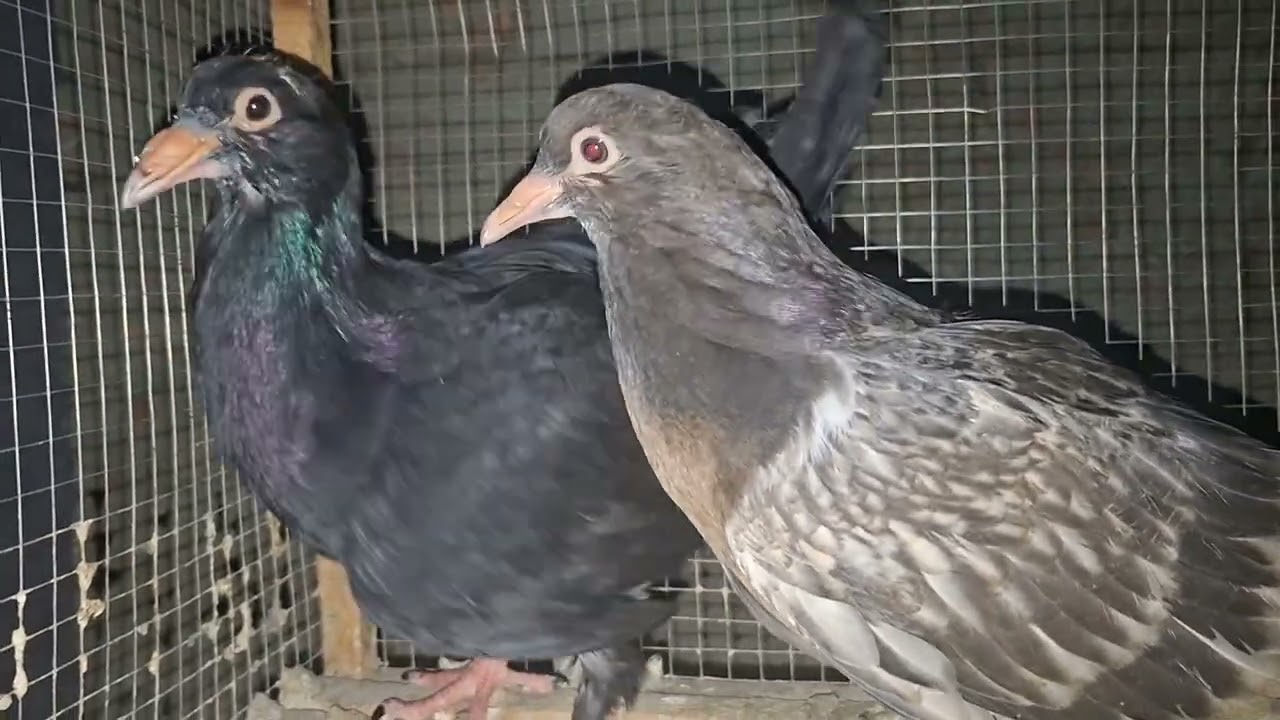 الغلطة اللي بتضيع تربيت الحمام من أول زغلول!#الحمام#تربية_الحمام#اختيار_الحمام#مشروع_الحمام#الحمام 