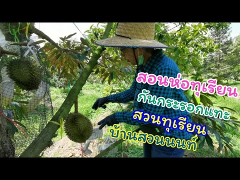 สอนห่อทุเรียน (กันกระรอกแทะ) สวนทุเรียน บ้านสวนนนท์