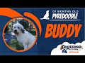 7 Mo. Old Pyredoodle (Buddy) | Best Dog Trainers in Richmond! | Dog Training Richmond Virginia 7 Mo. Old Pyredoodle (Buddy) | Best Dog Trainers in Richmond! | Dog Training Richmond Virginia