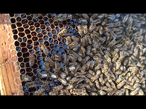 ПЧЁЛЫ🐝🐝. ПРИ КАКОЙ