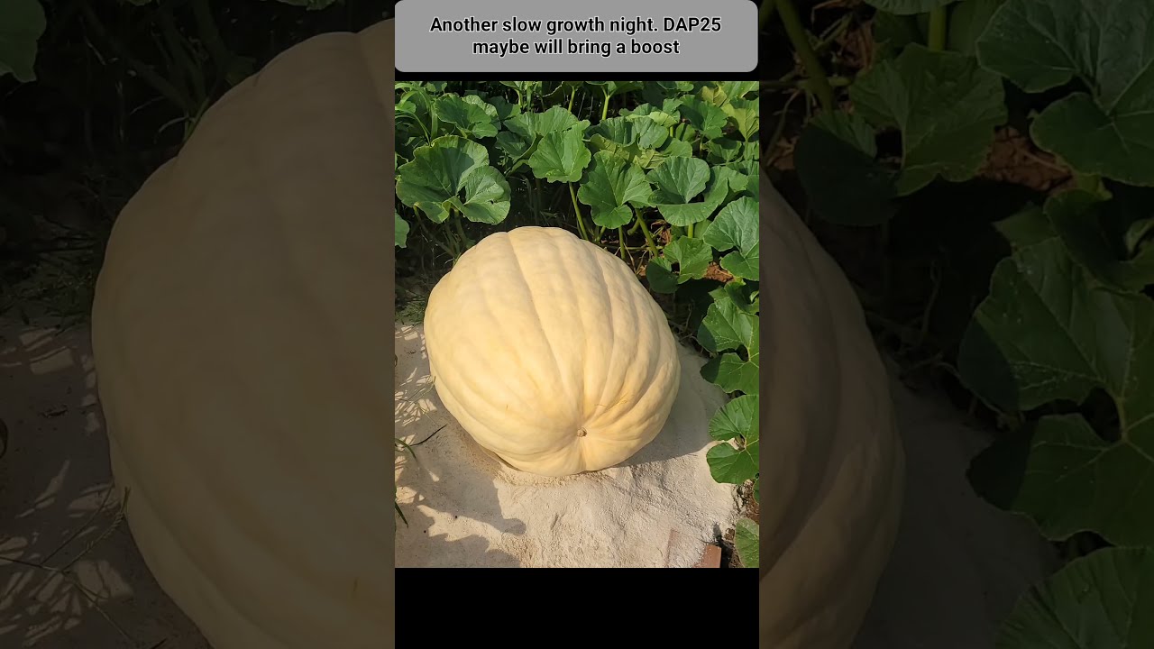 Giant Pumpkin DAP25 Measurement Farming Beautiful Growth Organic Youtubeshorts