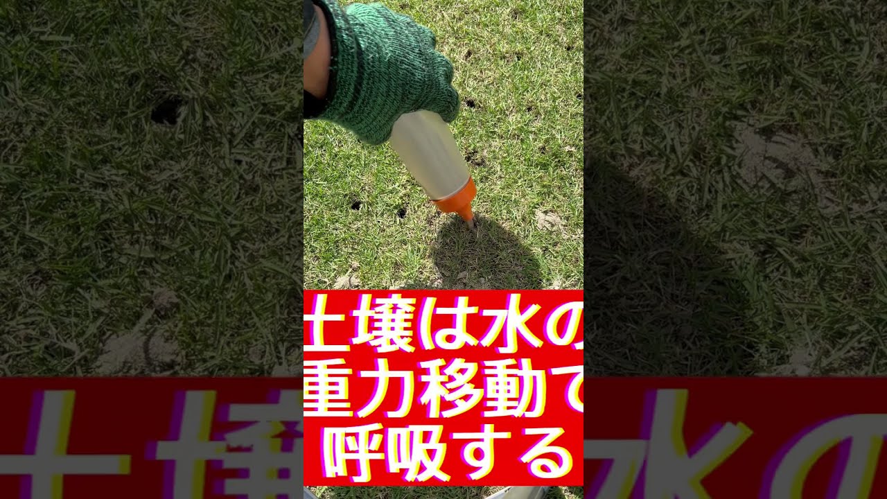 人気TOP 目砂入れ コアリング 芝生観察5月7日 芝生エアレーション後 レイアウト用品