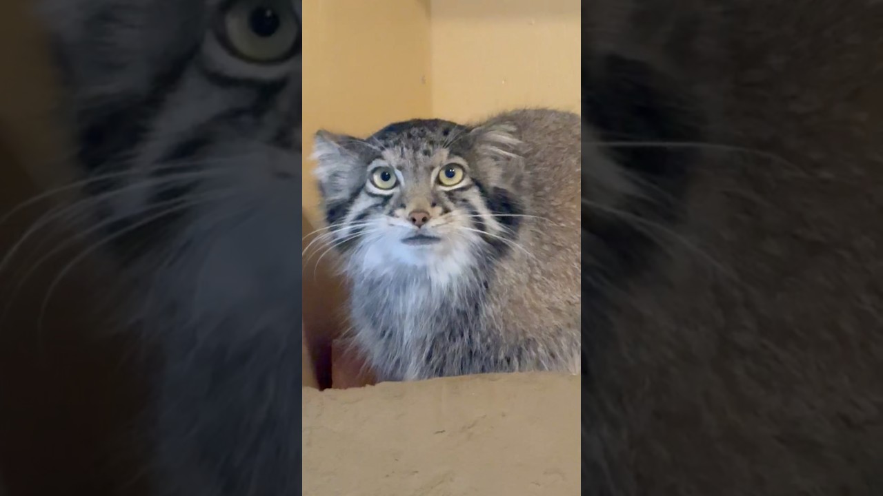shorts Being gazed at by Oto-chan❣️ Pallas's cat, Saitama