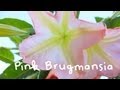 Pretty flowers pink brugmansia  more
