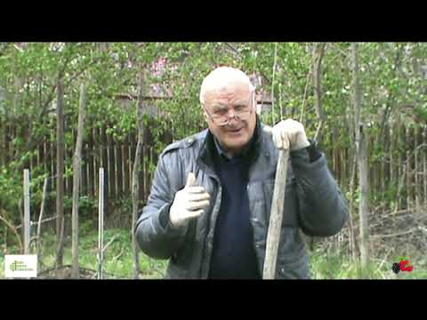 ვიდეო: შესაძლებელია თუ არა მცენარეების გაშენება ხის ღეროში?