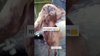 viral goat video,  funny goat video, cute goat videos ছাগল পালন করা সুন্নত তাই খামারে যুক্ত করলাম?